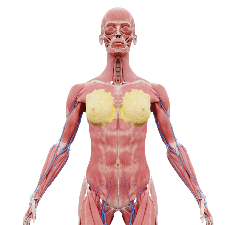 3D модель анатомии