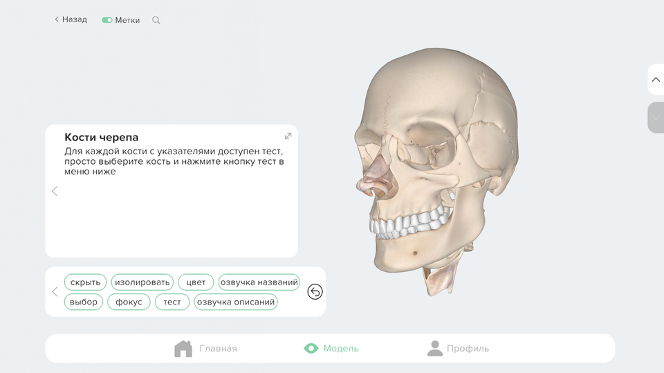 Экран работы с моделью